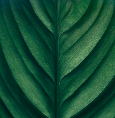 Title (2) Natures Choice By A.H. Beard