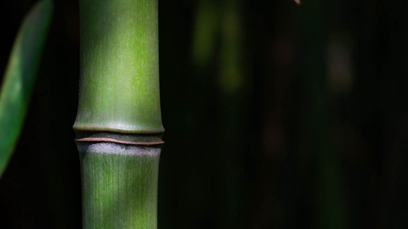 Nature's Choice Bamboo